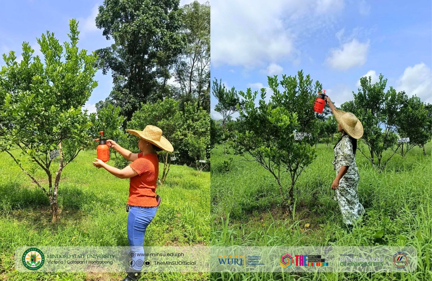 Hacking Into Calamansi: MinSU CAAF pioneers Calamansi de-greening technique